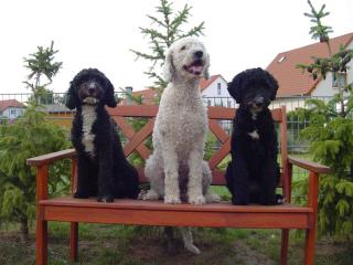 Hundeschule Kathrin Librenz