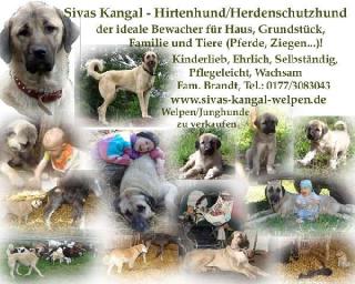 Sivas Kangal Welpen vom Bauernhof großer Hirtenhund/Herdenschutzhund