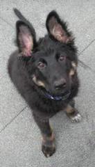 Schäferhund-Mix-Welpe sucht neues zu Hause