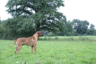 Rhodesian Ridgeback