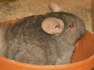 Chinchilla Weibchen u. a Pastell Ebony