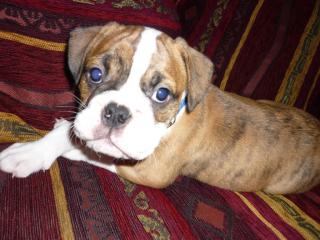 Superknuddelige Old English Bulldog Welpen zu verkaufen