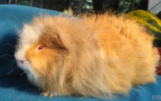 CH-Teddy-Meerschweinchen in Sonderfarbe sucht neues Zuhause