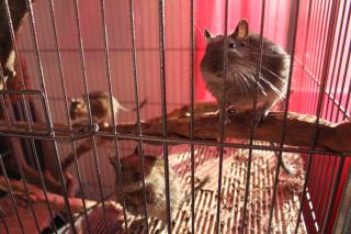 3 Degus mit Käfig