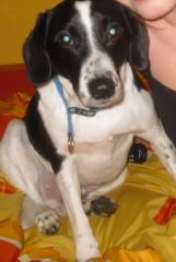 Hugo sucht ein neues Zuhause