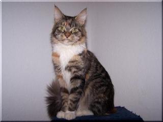 Maine Coon Katze abzugeben