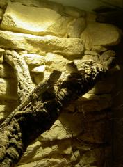 3, 2 Zwerbartagmen Pogona henrylawsoni abzugeben