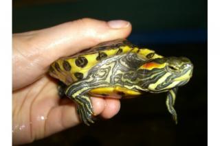 Deutsche Nachzuchten der Cumberland-Schmuckschildkröte