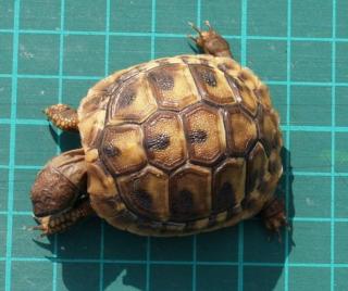 THB Griechische Landschildkröten 2021 2021 abzugeben
