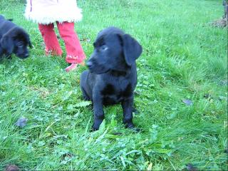 Labrador Redriever Welpen aus dem Sodental