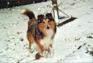 4 süße SHELTIE-WELPEN zu verkaufen