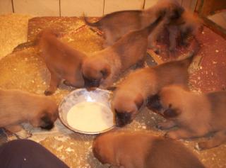 Malinoiswelpen Belg. Schäferhunde m. FCI/VDH Pap.
