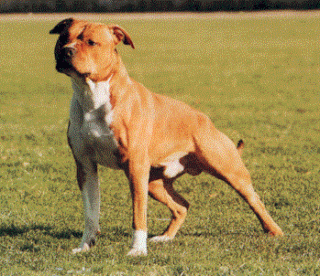 Suche ab Februar März AMSTAFF Welpe Rüde