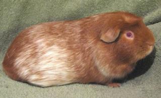 Viele Meerschweinchen aus Hobbyzucht abzugeben