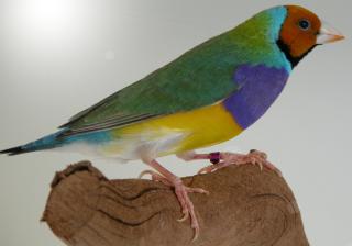 Naturbrut GOULDAMADINE