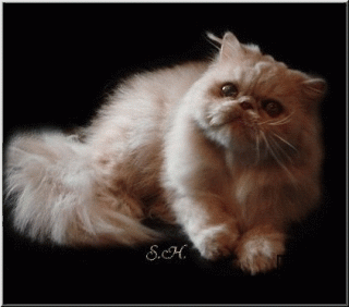 Perser Kater sucht Kuschelzuhause