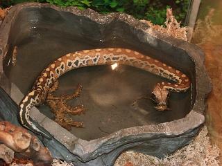 1. 0 Python curtus brongersmai
