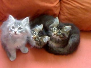 Reinrassige Norwegische Waldkatzen Kitten