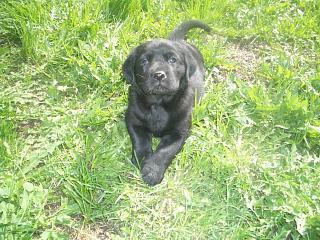 Labrador Welpen schwarz aus Familienzucht
