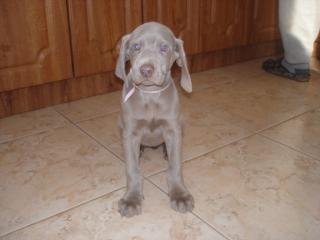 Waimaraner welpen