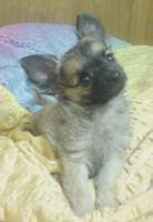 Ich suche preis günstig ein kleinen chihuahua rüde