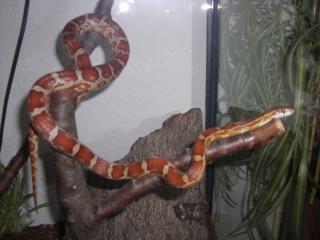 1. 0 Hypo het. Lavender Kornnatter NZ05