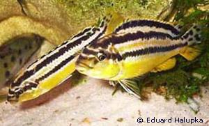 SELTEN Malawi Buntbarsch melanochromis auratus
