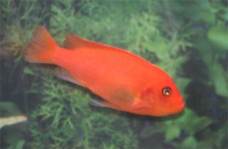 Selten Malawi-Buntbarsch Metriaclima Estherae