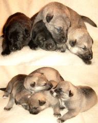 Süße Schäferhundmischlings Welpen