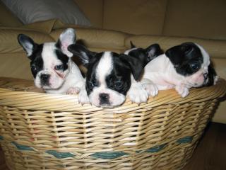 Franz-bulldoggewelpen