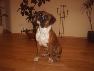 Boxer