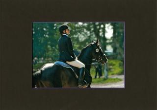 Top Trakehnerhengst