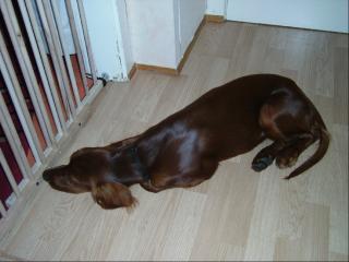 Irish Setter Junghündin