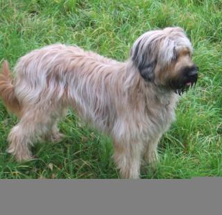 Fauve Briardswelpen, ideale Familienhunde, sehr robust