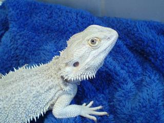 Bartagamen BLOOD x HYPO red orange white US Importe