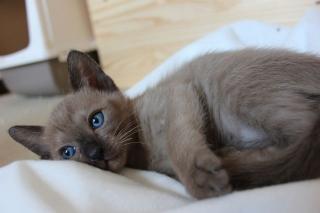 Süsse Tonkanesen - Babys / Kitten