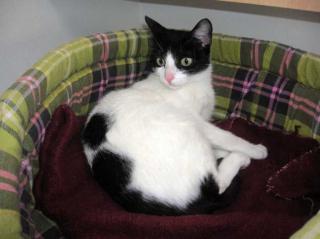 Liebe Katze Frankie sucht ein Zuhause