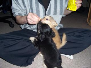 9 Wochenjunge Chihuahuawelpen suchen nettes zuhause