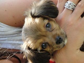 Pekinese-Chihuahua