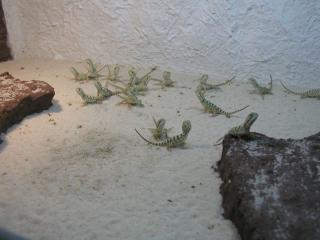 Junge Zwergbartagamen Pogona henrylawsoni