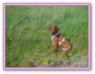 Rhodesian Ridgeback Welpen noch drei weibchen