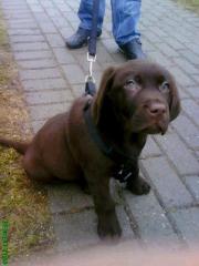 Brauner Labrador Rüde