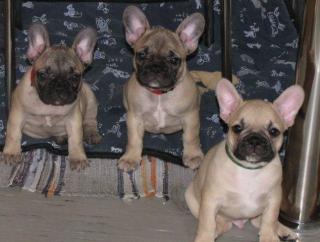 Französische Bulldoggen Welpen aus super Verpaarung