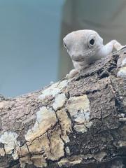 Pristurus carteri Dhofar Skorpionschwanzgeckos