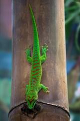 Phelsuma Madagaskar Taggeckos