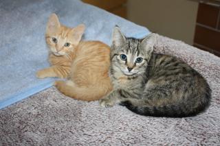Katzenkinder BKH Mix Weibchen zur Abgabe