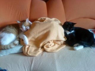 KATZEN ZU VERSCHENKEN