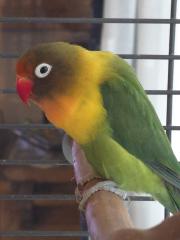 Die Unzertrennlichen Agapornis - kleine afrikanischen Papageien