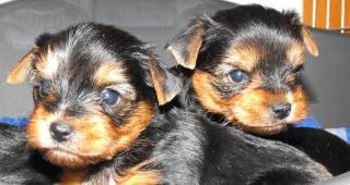 Yorkshire Terrier Welpen VDH Papiere