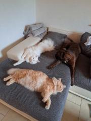 Maine Coon Katzen